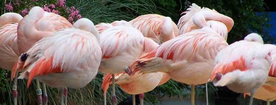 用着特别顺手的DDOS攻击平台